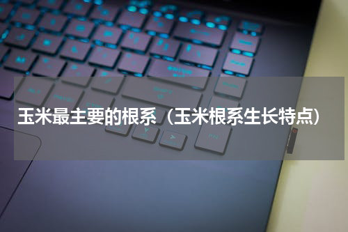 玉米最主要的根系（玉米根系生长特点）