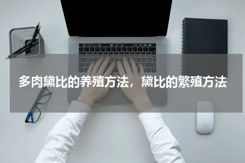 多肉黛比的养殖方法，黛比的繁殖方法