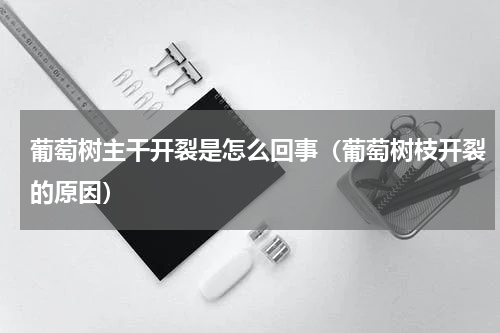 葡萄树主干开裂是怎么回事（葡萄树枝开裂的原因）