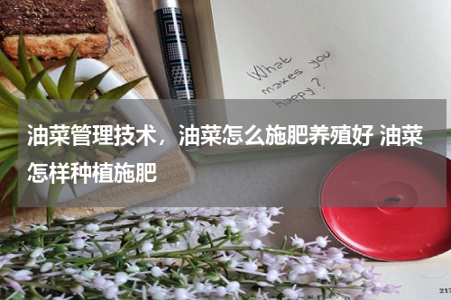 油菜管理技术，油菜怎么施肥养殖好 油菜怎样种植施肥