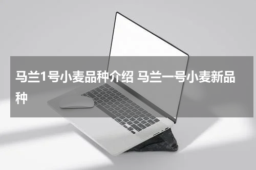 马兰1号小麦品种介绍 马兰一号小麦新品种