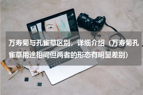 万寿菊与孔雀草区别，详细介绍（万寿菊孔雀草用途相同但两者的形态有明显差别）