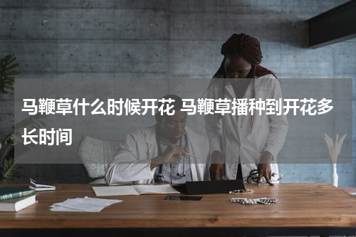 马鞭草什么时候开花 马鞭草播种到开花多长时间