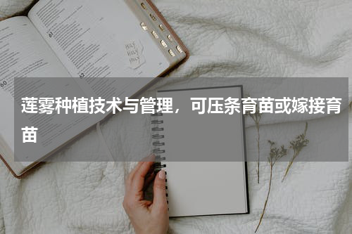莲雾种植技术与管理，可压条育苗或嫁接育苗
