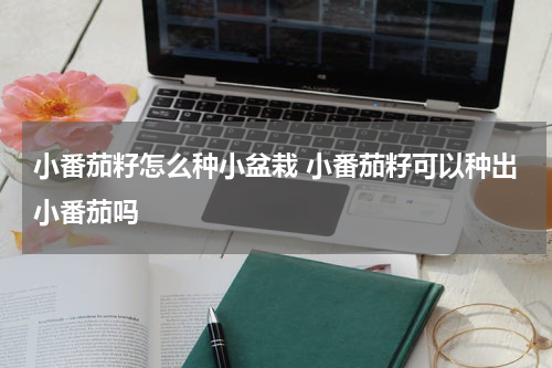 小番茄籽怎么种小盆栽 小番茄籽可以种出小番茄吗