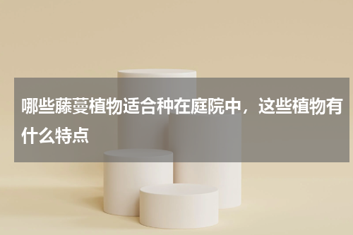哪些藤蔓植物适合种在庭院中，这些植物有什么特点