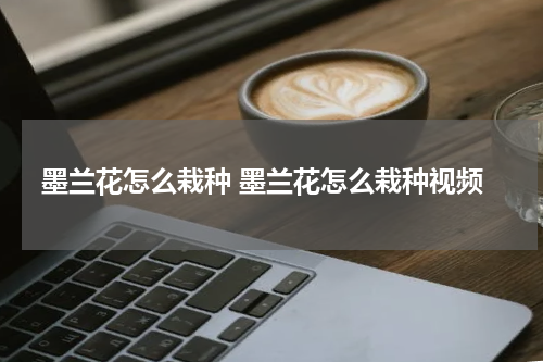 墨兰花怎么栽种 墨兰花怎么栽种视频