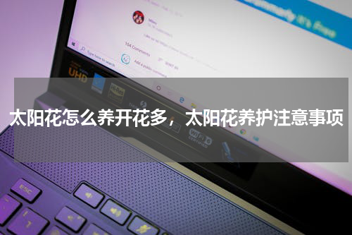太阳花怎么养开花多，太阳花养护注意事项