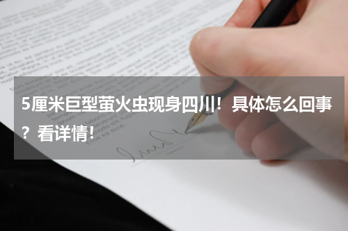 5厘米巨型萤火虫现身四川！具体怎么回事？看详情！