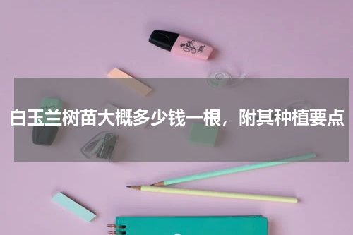 白玉兰树苗大概多少钱一根，附其种植要点
