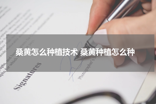 桑黄怎么种植技术 桑黄种植怎么种