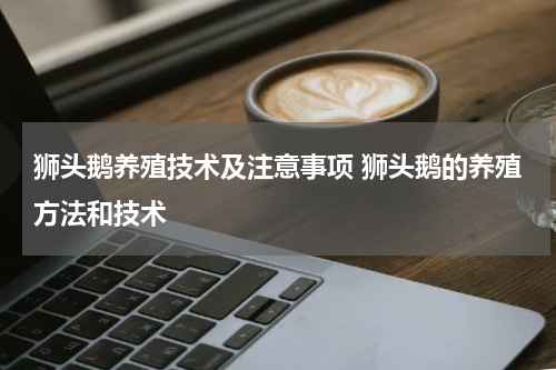 狮头鹅养殖技术及注意事项 狮头鹅的养殖方法和技术