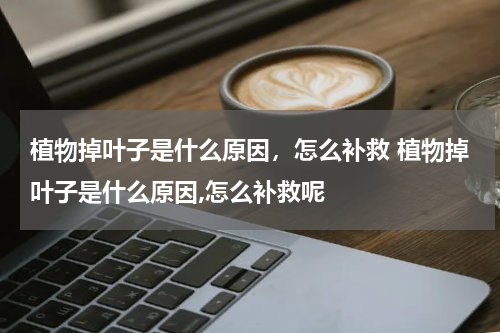 植物掉叶子是什么原因，怎么补救 植物掉叶子是什么原因,怎么补救呢