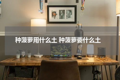 种菠萝用什么土 种菠萝要什么土