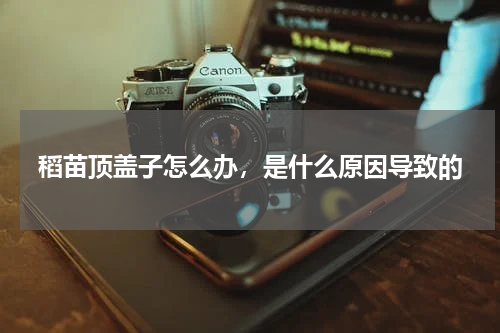 稻苗顶盖子怎么办，是什么原因导致的