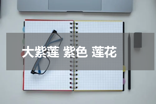 大紫莲 紫色 莲花
