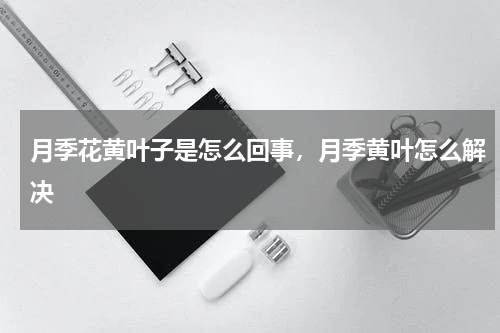 月季花黄叶子是怎么回事，月季黄叶怎么解决