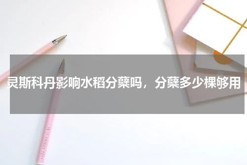 灵斯科丹影响水稻分蘖吗，分蘖多少棵够用