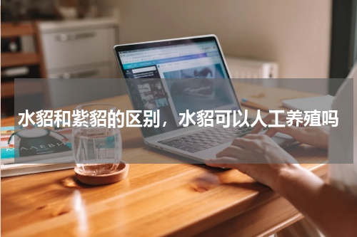 水貂和紫貂的区别，水貂可以人工养殖吗