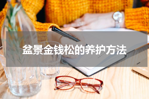 盆景金钱松的养护方法