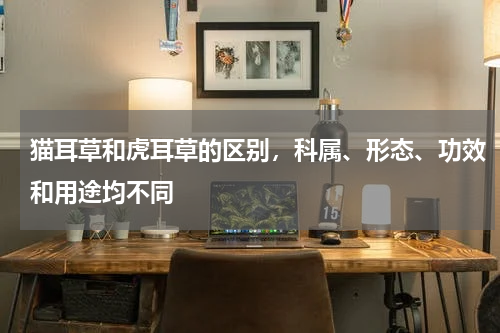 猫耳草和虎耳草的区别，科属、形态、功效和用途均不同