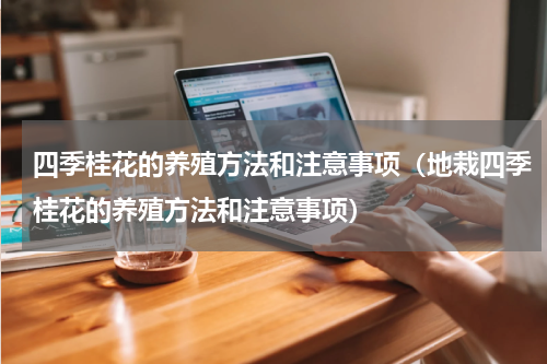 四季桂花的养殖方法和注意事项（地栽四季桂花的养殖方法和注意事项）