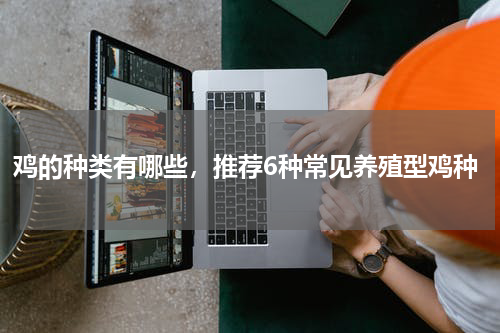 鸡的种类有哪些，推荐6种常见养殖型鸡种