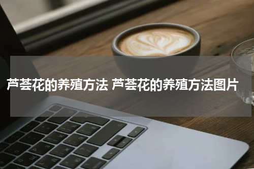 芦荟花的养殖方法 芦荟花的养殖方法图片