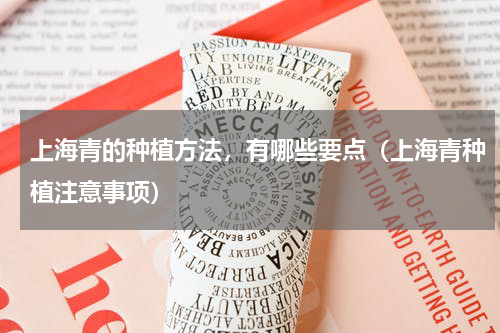 上海青的种植方法，有哪些要点（上海青种植注意事项）