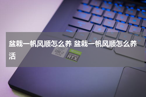 盆栽一帆风顺怎么养 盆栽一帆风顺怎么养活