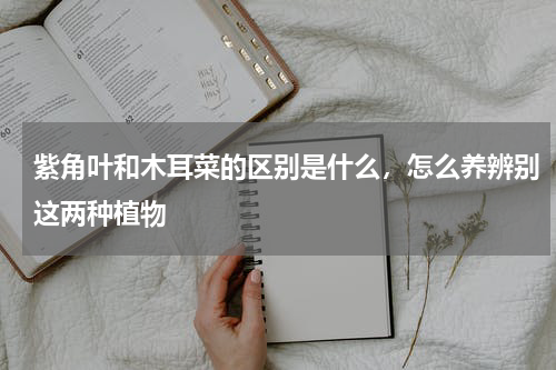 紫角叶和木耳菜的区别是什么，怎么养辨别这两种植物
