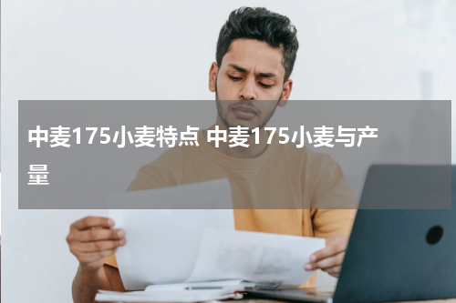 中麦175小麦特点 中麦175小麦与产量