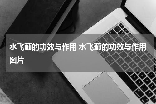 水飞蓟的功效与作用 水飞蓟的功效与作用图片