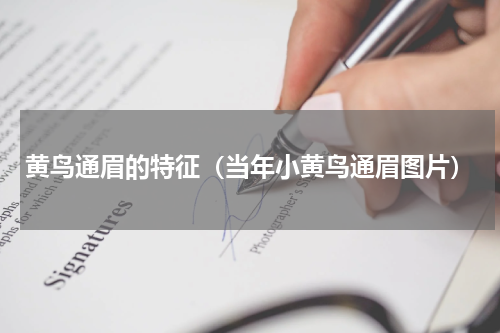 黄鸟通眉的特征（当年小黄鸟通眉图片）