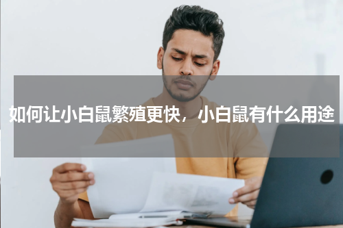 如何让小白鼠繁殖更快，小白鼠有什么用途