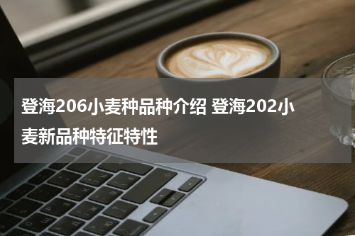 登海206小麦种品种介绍 登海202小麦新品种特征特性