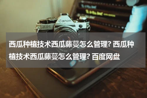西瓜种植技术西瓜藤蔓怎么管理? 西瓜种植技术西瓜藤蔓怎么管理? 百度网盘
