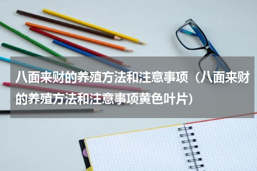 八面来财的养殖方法和注意事项（八面来财的养殖方法和注意事项黄色叶片）