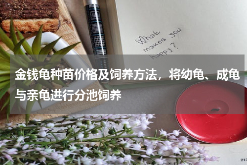 金钱龟种苗价格及饲养方法，将幼龟、成龟与亲龟进行分池饲养