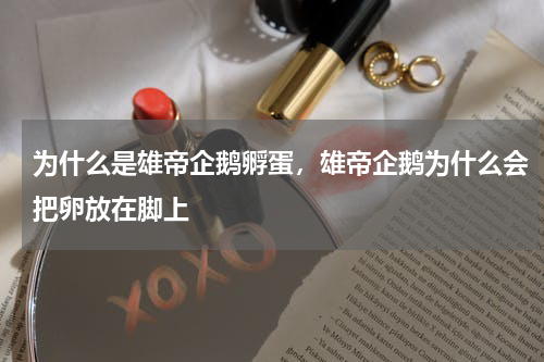 为什么是雄帝企鹅孵蛋，雄帝企鹅为什么会把卵放在脚上
