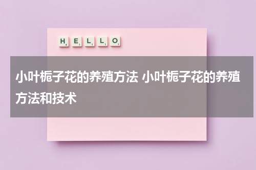 小叶栀子花的养殖方法 小叶栀子花的养殖方法和技术