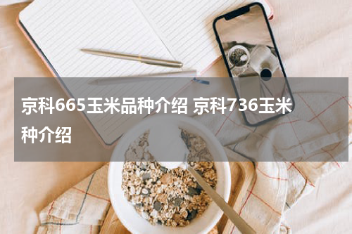 京科665玉米品种介绍 京科736玉米种介绍