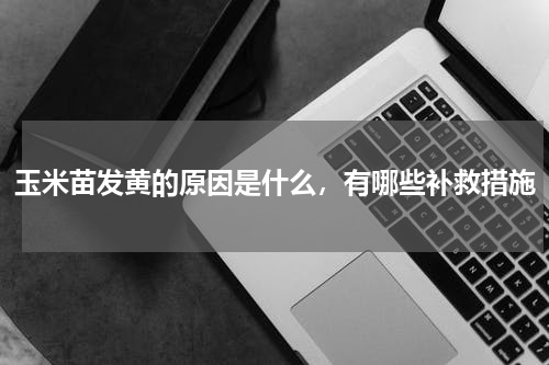 玉米苗发黄的原因是什么，有哪些补救措施