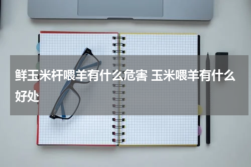鲜玉米杆喂羊有什么危害 玉米喂羊有什么好处