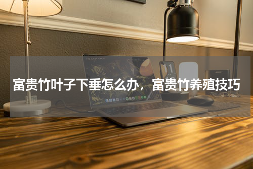 富贵竹叶子下垂怎么办，富贵竹养殖技巧