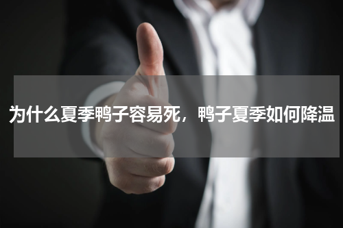 为什么夏季鸭子容易死，鸭子夏季如何降温