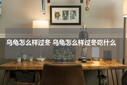 乌龟怎么样过冬 乌龟怎么样过冬吃什么