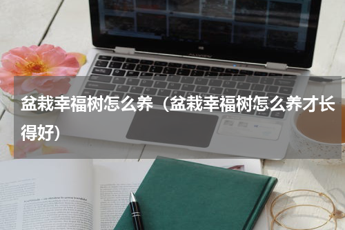 盆栽幸福树怎么养（盆栽幸福树怎么养才长得好）