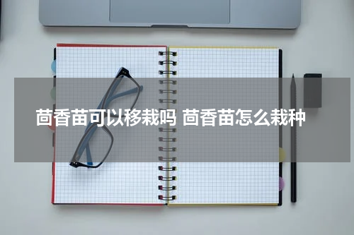 茴香苗可以移栽吗 茴香苗怎么栽种