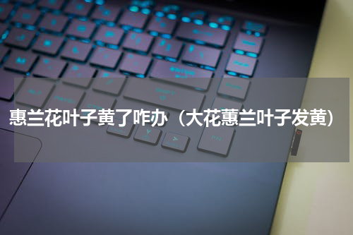 惠兰花叶子黄了咋办（大花蕙兰叶子发黄）